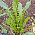 Vegetable Seeds,Garden seeds, Seeds For Planting,Plant Seeds