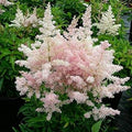 Flower Seeds, Seeds,Seeds For Planting,Plant Seeds