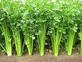 Vegetable Seeds,Garden seeds, Seeds For Planting,Plant Seeds