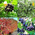 Fruit Seeds,Garden seeds, Seeds For Planting,Plant Seeds