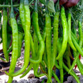 Vegetable Seeds,Garden seeds, Seeds For Planting,Plant Seeds