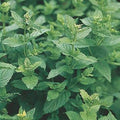 Vegetable Seeds,Garden seeds, Seeds For Planting,Plant Seeds