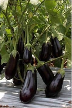 Vegetable Seeds,Garden seeds, Seeds For Planting,Plant Seeds