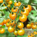 Yellow Cherry Tomato Seeds for Planting – Heirloom, Non-GMO, Sweet Mini Vegetable – High Germination