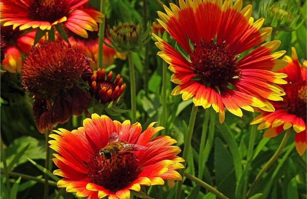 Blanket Flower WildFlower seeds for Planting - Bright Blooms, Heirloom & GMO Free Seeds for Home Garden