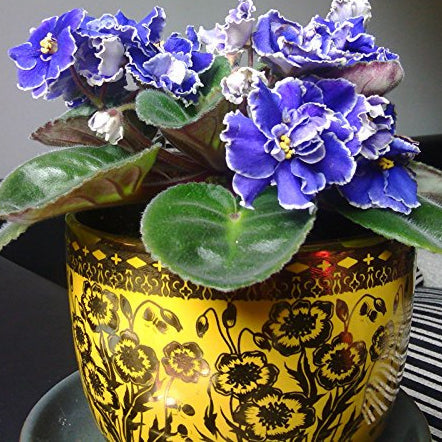 Flower Seeds, Seeds,Seeds For Planting,Plant Seeds