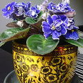 Flower Seeds, Seeds,Seeds For Planting,Plant Seeds