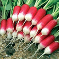 Vegetable Seeds,Garden seeds, Seeds For Planting,Plant Seeds