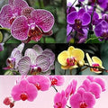 Flower Seeds, Seeds,Seeds For Planting,Plant Seeds