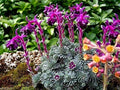 Flower Seeds, Seeds,Seeds For Planting,Plant Seeds