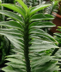 Flower Seeds, Seeds,Seeds For Planting,Plant Seeds