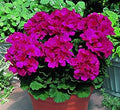 Flower Seeds, Seeds,Seeds For Planting,Plant Seeds