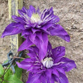Flower Seeds, Seeds,Seeds For Planting,Plant Seeds