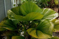 Vegetable Seeds,Garden seeds, Seeds For Planting,Plant Seeds