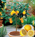 Herb Seeds,Garden seeds, Seeds For Planting,Plant Seeds