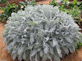 Vegetable Seeds,Garden seeds, Seeds For Planting,Plant Seeds