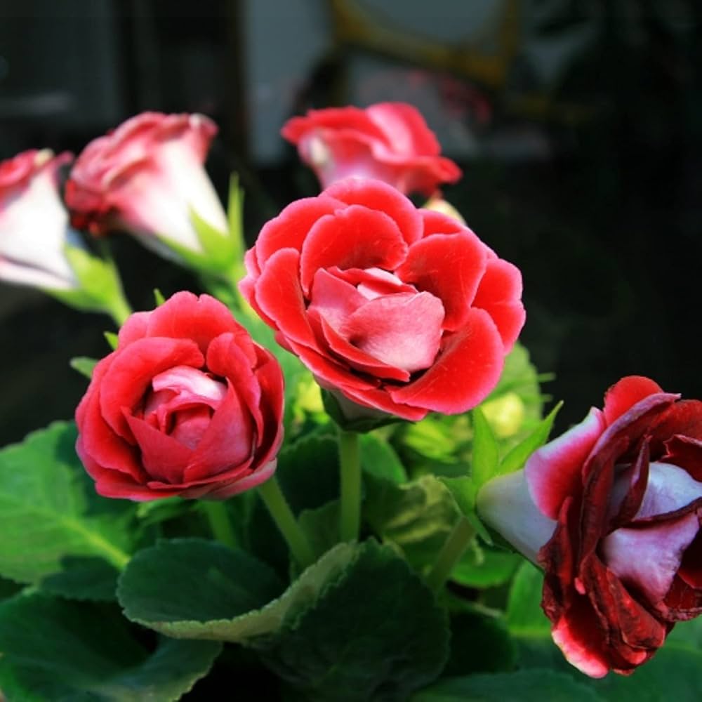 Flower Seeds, Seeds,Seeds For Planting,Plant Seeds