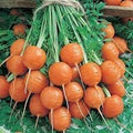 Vegetable Seeds,Garden seeds, Seeds For Planting,Plant Seeds