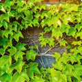 Ivy plant seeds for planting – Heirloom & Non-GMO garden seeds, lush green foliage for indoor and outdoor spaces
