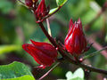 Fruit Seeds,Garden seeds, Seeds For Planting,Plant Seeds