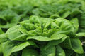 Vegetable Seeds,Garden seeds, Seeds For Planting,Plant Seeds
