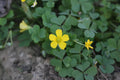 Flower Seeds, Seeds,Seeds For Planting,Plant Seeds