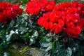 Flower Seeds, Seeds,Seeds For Planting,Plant Seeds