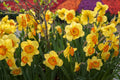 Flower Seeds, Seeds,Seeds For Planting,Plant Seeds
