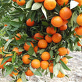 Fruit Seeds,Garden seeds, Seeds For Planting,Plant Seeds