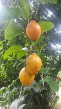 Fruit Seeds,Garden seeds, Seeds For Planting,Plant Seeds
