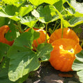 Vegetable Seeds,Garden seeds, Seeds For Planting,Plant Seeds