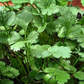 Vegetable Seeds,Garden seeds, Seeds For Planting,Plant Seeds