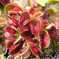 Flower Seeds, Seeds,Seeds For Planting,Plant Seeds