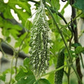 Karela Seeds for Planting – Heirloom Non-GMO Bitter Gourd Vegetable Seeds with High Germination for Organic Gardens