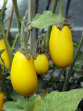 Vegetable Seeds,Garden seeds, Seeds For Planting,Plant Seeds