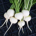 Vegetable Seeds,Garden seeds, Seeds For Planting,Plant Seeds