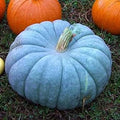 Vegetable Seeds,Garden seeds, Seeds For Planting,Plant Seeds