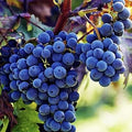 Dark Purple Grapes fruit seeds for planting - Heirloom & Non-GMO Garden seeds