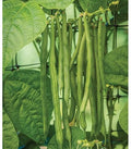 Vegetable Seeds,Garden seeds, Seeds For Planting,Plant Seeds