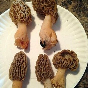 Mixed Morel Mushroom Seeds for Planting – Heirloom Non-GMO Organic Garden Seeds with High Germination