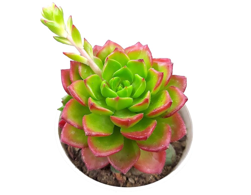 do succulent flowers have seeds Green Red Succulent Flower Seeds – Heirloom, Non-GMO, Easy to Grow Org –  Earthechoseeds
