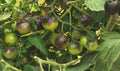 Vegetable Seeds,Garden seeds, Seeds For Planting,Plant Seeds