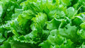 Vegetable Seeds,Garden seeds, Seeds For Planting,Plant Seeds