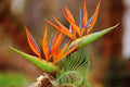 Deep Orange Strelitzia Reginae Seeds 100 pcs – Heirloom, Drought-Tolerant, Non-GMO Organic Garden Seeds for Planting