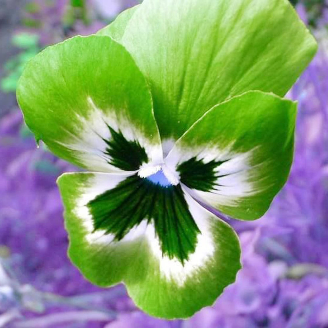 Pansy Flower Seeds for Planting, Mixed Colour – Heirloom, Non-GMO, High Germination Cut Flower Favorite