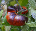 Vegetable Seeds,Garden seeds, Seeds For Planting,Plant Seeds