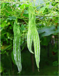 Trichosanthes Cucumerina Seeds – Heirloom Non-GMO Edible Snake Gourd Vegetable Seeds for Planting, Organic Garden Seeds