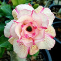 Flower Seeds, Seeds,Seeds For Planting,Plant Seeds
