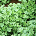 Vegetable Seeds,Garden seeds, Seeds For Planting,Plant Seeds