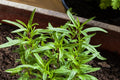 Herb Seeds,Garden seeds, Seeds For Planting,Plant Seeds